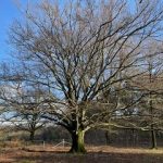 Gortdroge natuur geeft extra groot risico op natuurbrand @JPL