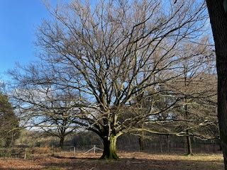 Gortdroge natuur geeft extra groot risico op natuurbrand @JPL